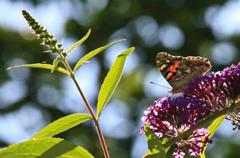 Schmetterling